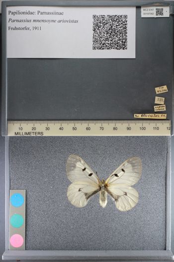 Media type: image;   Entomology 197062